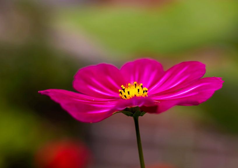 Cosmea Blume rosa/rot von Ann Motet