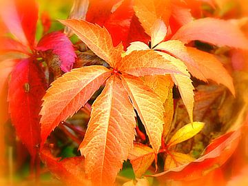 Herbstlicher Reigen van Heidrun Carola Herrmann