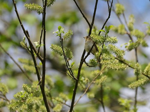 Chiffchaff sur Marjoo