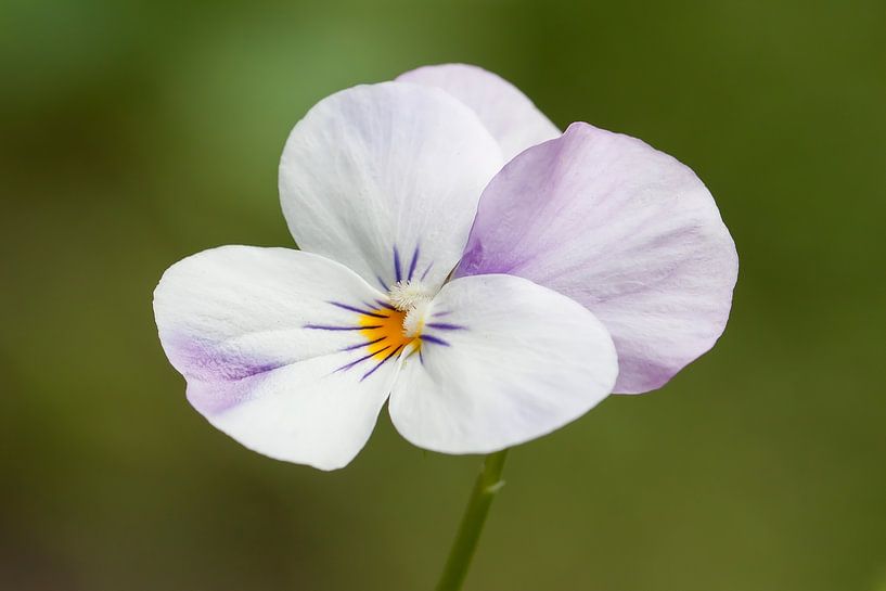 violette, fleur par Klaartje Majoor