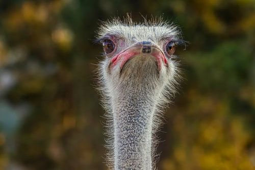 De struisvogel