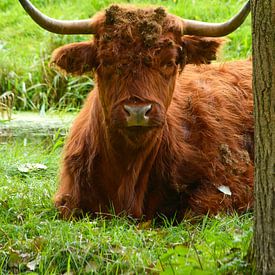 Portrait of a brown Scottish Highlander in the grass by Trinet Uzun