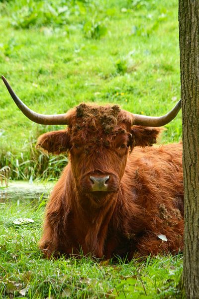 Porträt eines braunen schottischen Hochlandbewohners im Gras von Trinet Uzun