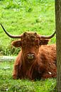 Porträt eines braunen schottischen Hochlandbewohners im Gras von Trinet Uzun Miniaturansicht