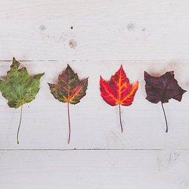 seasons van Bertrik Hakvoort