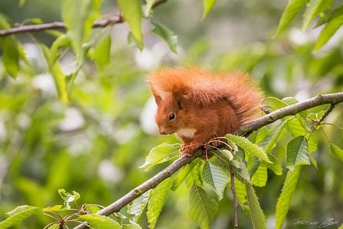 Squirrel portrait
