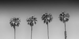 Lovely Palm Trees | monochrome panorama