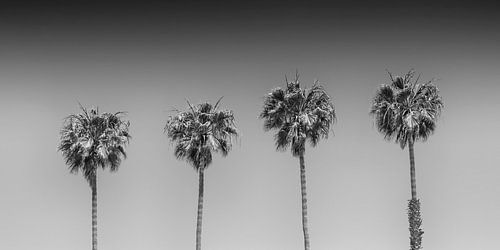 Palmidylle Panorama Monochroom