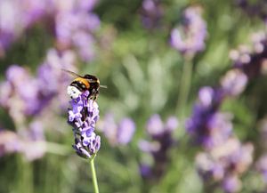 Lavendel in bloei