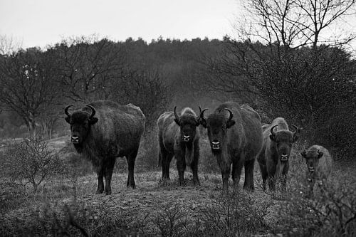 Wisents in Dünen auf der Kraansvlak von Süd-Kennemerland