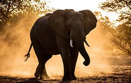 Photo d'un majestueux éléphant d'Afrique dans la poussière dorée | Décoration murale sur le thème de la faune sauvage au coucher du soleil