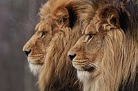 Two Kings