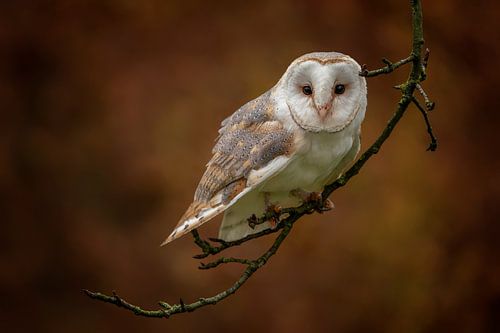 Schleiereule auf einem Ast mit Herbstfarben.