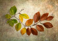 Autumn leaves from green to brown