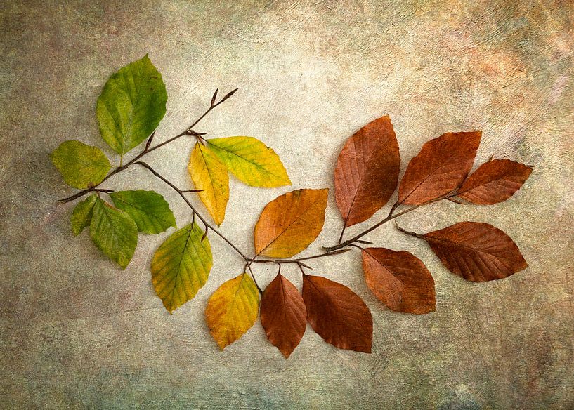 Feuilles d'automne du vert au brun par Lorena Cirstea