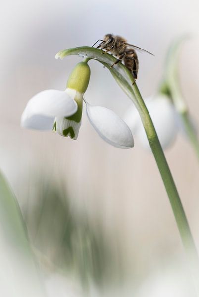 Schneeglöckchen von Guido Rooseleer