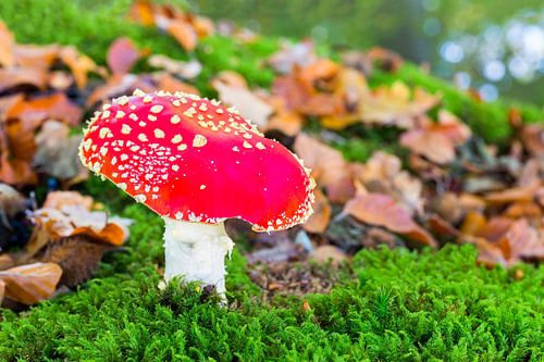 Paddestoel vliegenzwam met mos en bladeren