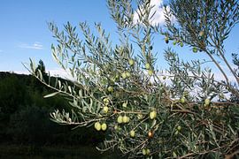 Olivenbaum von Floortje Mink