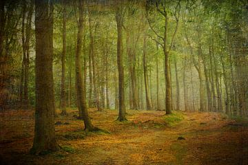 Herbstwald im Licht van Heike Hultsch