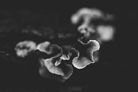 black and white by Lizette Warnars