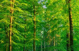 Rold Skov (Denmark) by Marcel Kerdijk