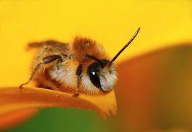 Flauschige Schönheit van Gabriele Haase
