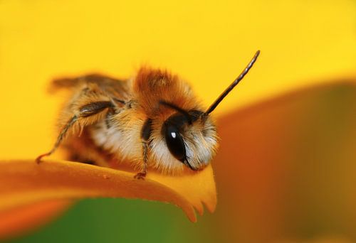 Flauschige Schönheit