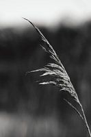 Reed