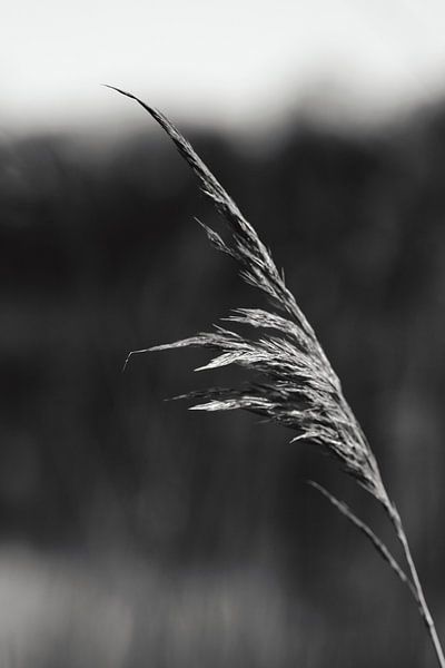 Reed by Tom Tukker
