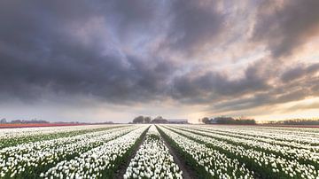 Voorjaars tulpen in Garsthuizen van Ton Drijfhamer