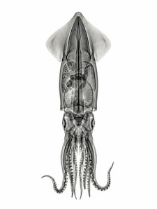Squid X-ray