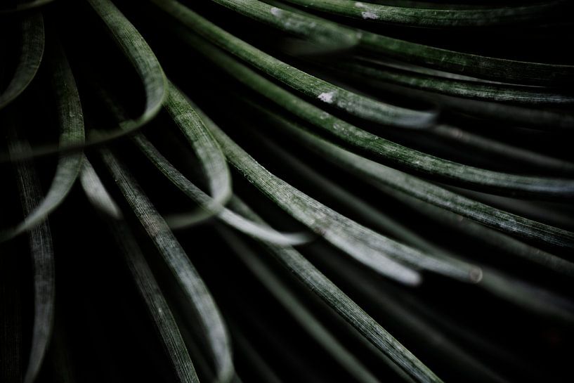 Palmengarten II par Insolitus Fotografie
