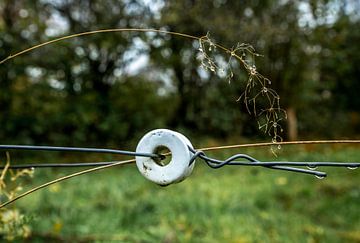 Isolateur en porcelaine sur une clôture électrique avec des gouttes d'eau sur une branche en surplom