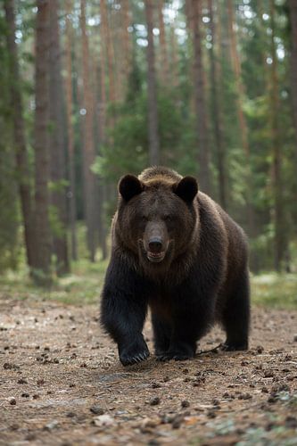 L'ours brun d'Europe ( Ursus arctos ) s'approche avec curiosité