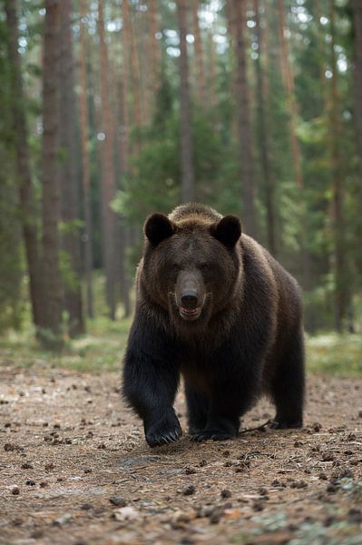 Europese bruine beer ( Ursus arctos ) komt nieuwsgierig dichterbij van wunderbare Erde