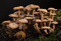 Een groepje zwammen op in het herfstzonnetje