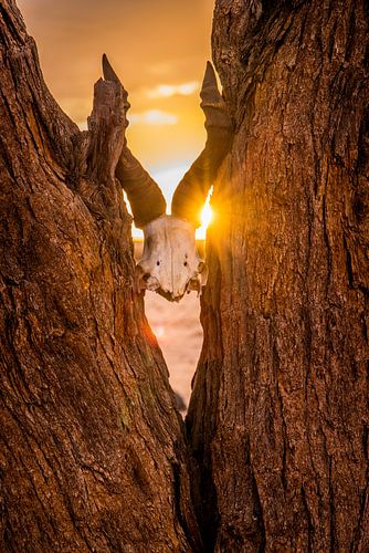 Wächter der Wüste - Namibia