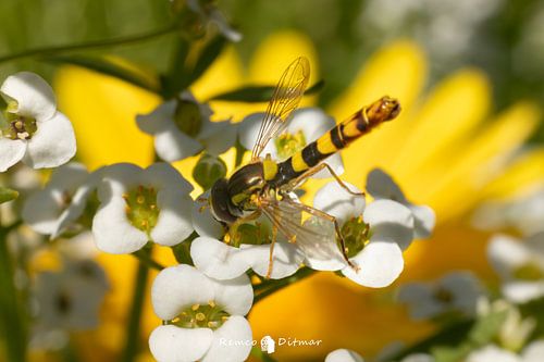 Gracieus Op de Bloem: De Langlijf Zweefvlieg