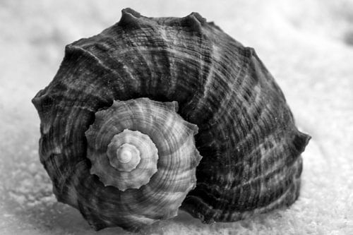 Zwart witte schelp in de sneeuw