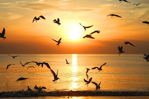 Meeuwen bij zonsondergang