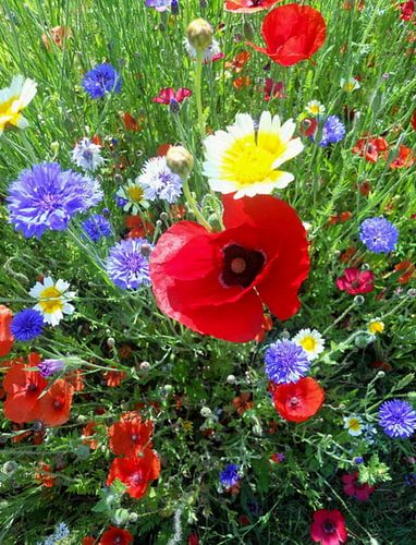 SOMMERBLUMEN