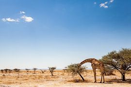 Giraffe eats from an acacia in desert landscape by Simone Janssen