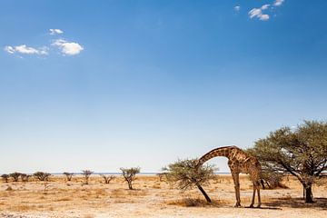 Giraf eet van een acacia in woestijnlandschap van Simone Janssen