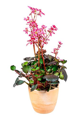 Saxifrage en fleur dans un pot de fleurs sur fond blanc