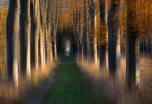 Boslaan in de herfst van Franke de Jong