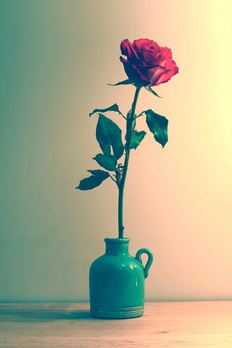 Rose Still Life