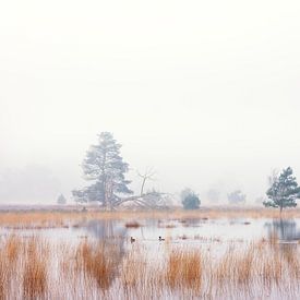zwei Enten im Nebel in schönem Licht auf dem Leersumfeld. von anton havelaar