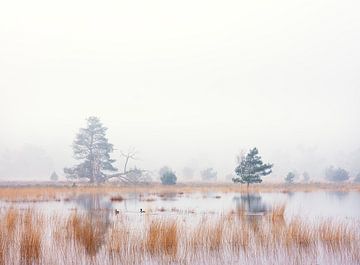 zwei Enten im Nebel in schönem Licht auf dem Leersumfeld. von anton havelaar