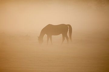 Paard in de mist bij ochtendlicht
