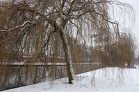 Bomen in de winter